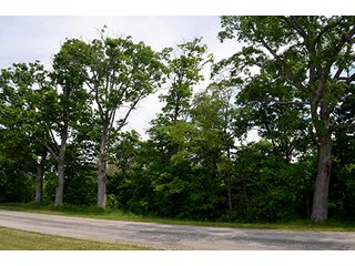 Property photo 99 - FARM & LAND AUCTION - 125+/- ACRES OFFERED IN 5 TRACTS IN EAST ALLEN COUNTY, INDIANA